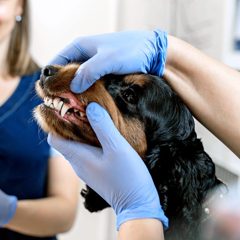 Dental Care, Turlock Vet